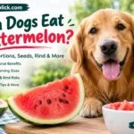 can dogs eat watermelon